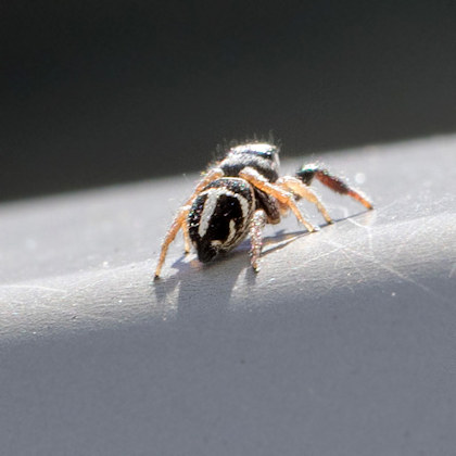 Jumping Spider (Pellenes bitaeniata) (Pellenes bitaeniata)